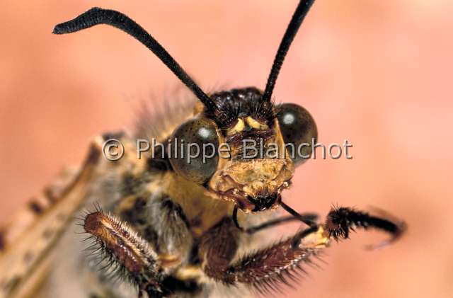 Palpares libelloides.JPG - Palpares libelluloides (Portrait)FourmilionAntlionNeuropteraMyrmeleontidaeFrance